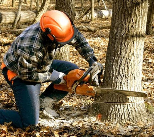 Tree Removal in Sandy Ridge, NC
